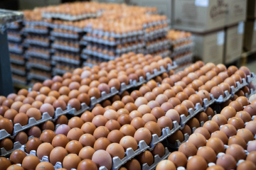 Производство яиц в ЕАЭС будет приведено к межгосударственным нормативам