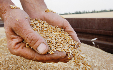 Техрегламент «О безопасности зерна» уточнен на заседании ЕЭК